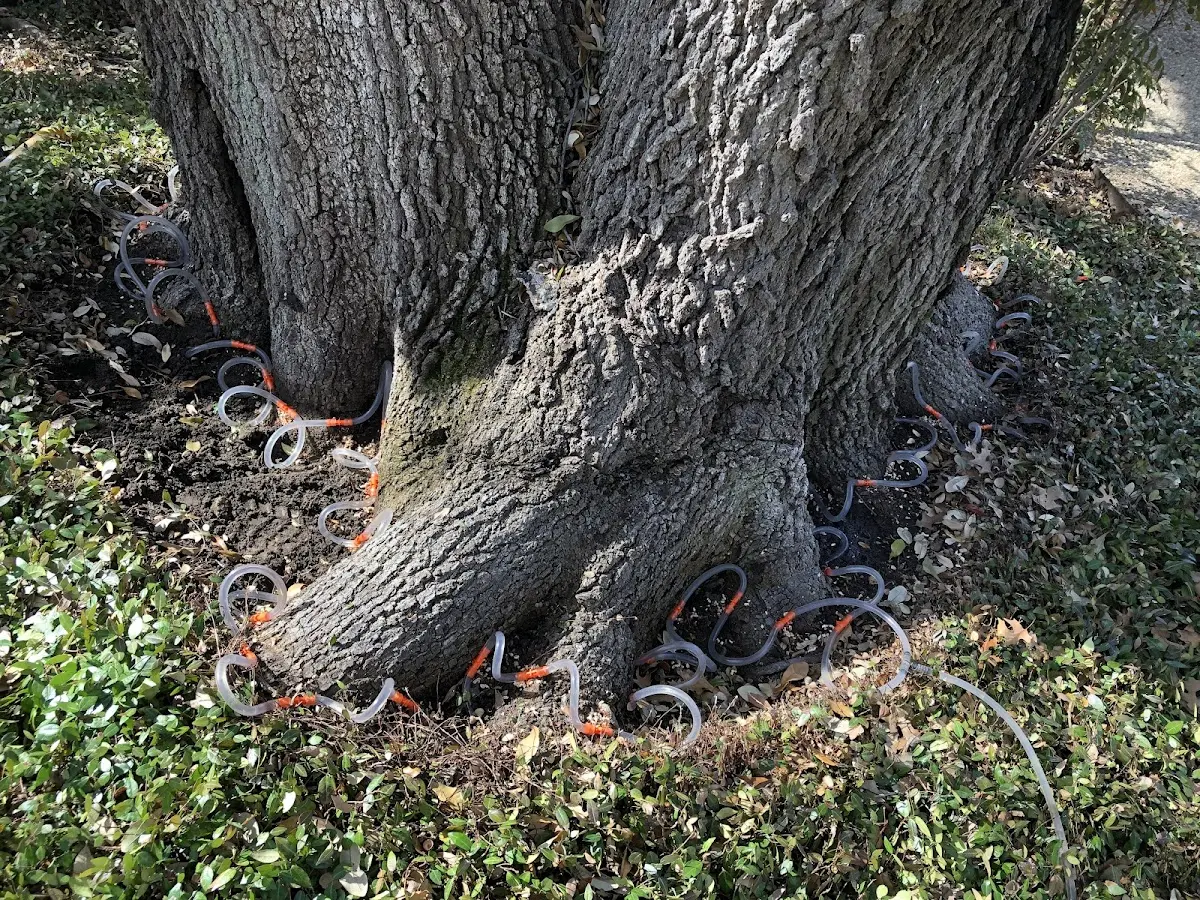 Detailed Tree Cabling and Bracing job site in Kohler
