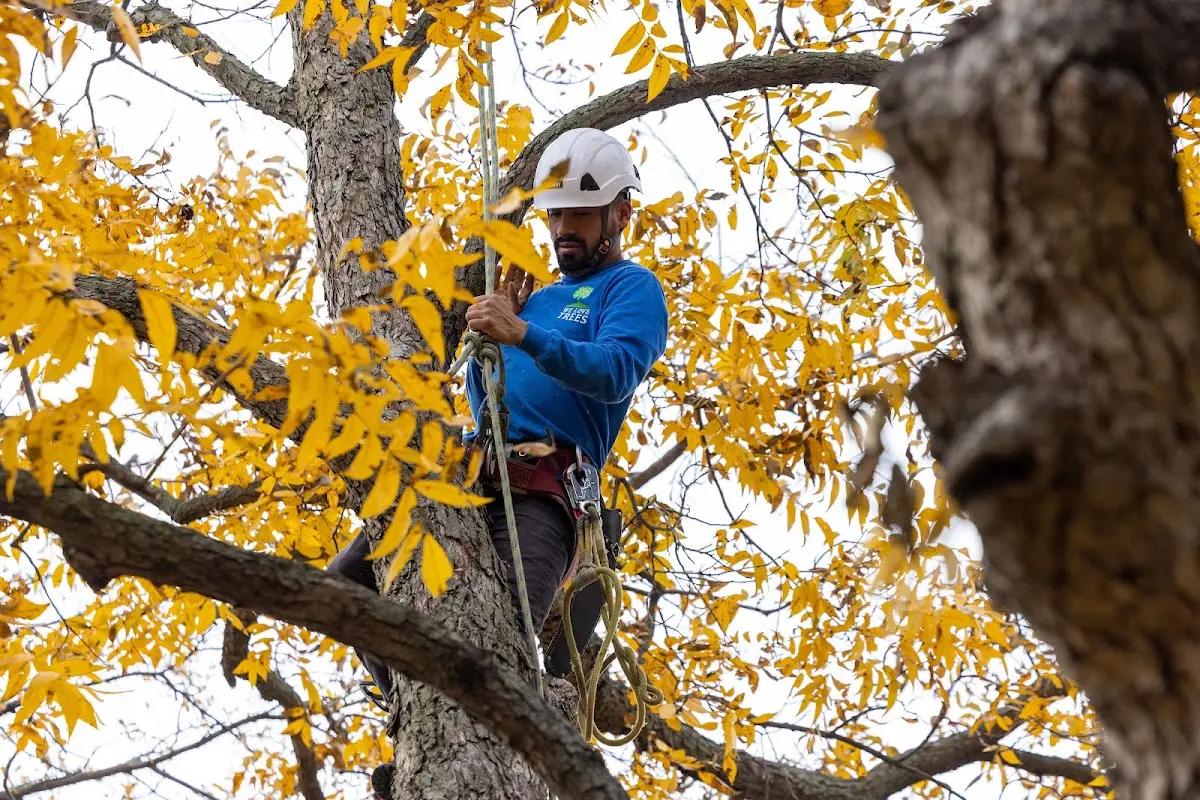 Skilled Emergency Tree Service crew working in Kohler